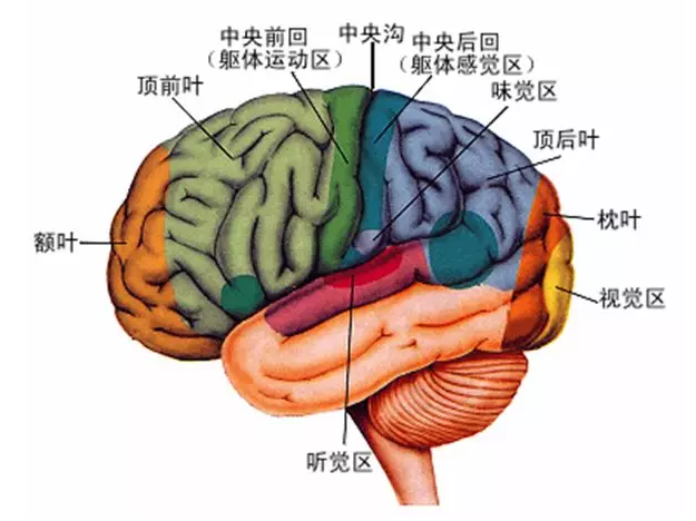 經(jīng)顱磁刺激治療你知道多少？